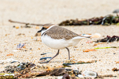 Charadrius alexandrinus alexandrinus