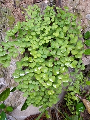 Adiantum tricholepis