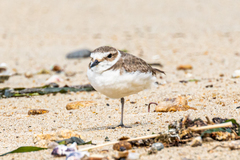 Charadrius alexandrinus alexandrinus