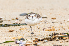 Charadrius alexandrinus alexandrinus