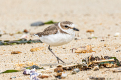 Charadrius alexandrinus alexandrinus