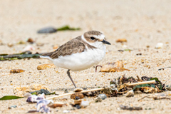Charadrius alexandrinus alexandrinus
