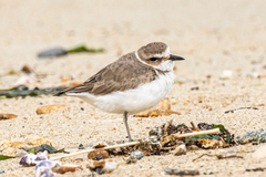 Charadrius alexandrinus alexandrinus