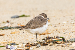 Charadrius alexandrinus alexandrinus