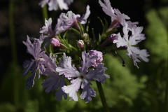 Primula sieboldii