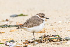 Charadrius alexandrinus alexandrinus