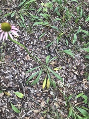 Echinacea paradoxa neglecta