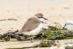 Charadrius alexandrinus alexandrinus