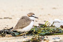 Charadrius alexandrinus alexandrinus