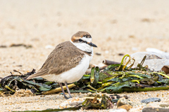 Charadrius alexandrinus alexandrinus