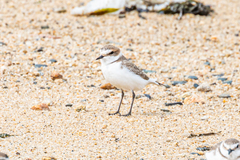 Charadrius alexandrinus alexandrinus