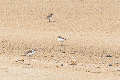 Charadrius alexandrinus alexandrinus