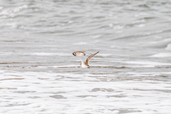 Charadrius alexandrinus alexandrinus