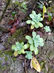 Sedum palmeri