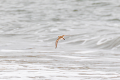Charadrius alexandrinus alexandrinus