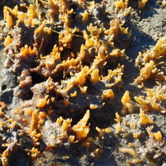 Ciocalypta polymastia