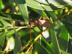 Aegolipton marginale