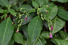 Strobilanthes hamiltoniana