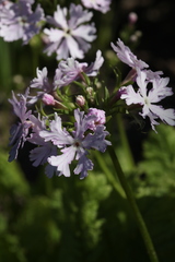 Primula sieboldii