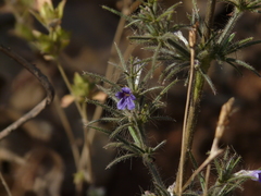 Haplanthodes verticillatus