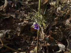 Haplanthodes verticillatus