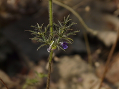 Haplanthodes verticillatus