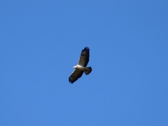 Buteo buteo