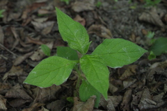 Triosteum pinnatifidum