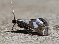 Chrysendeton imitabilis