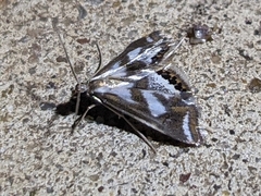 Chrysendeton imitabilis