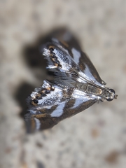 Chrysendeton imitabilis