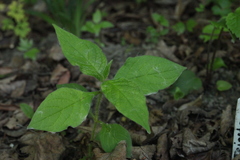 Triosteum pinnatifidum