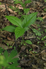 Brachybotrys paridiformis