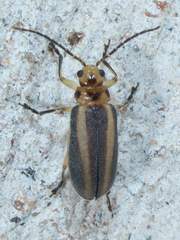 Derospidea brevicollis