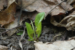 Incarvillea zhongdianensis