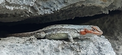 Sceloporus parvus