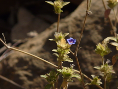 Strobilanthes pavala