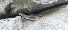 Sceloporus parvus
