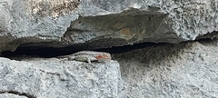 Sceloporus parvus
