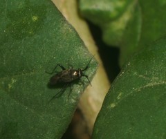 Spanagonicus schusterus