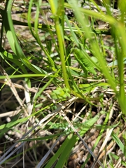 Packera pseudaurea