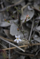 Nemacladus longiflorus