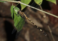 Epigomphus subobtusus