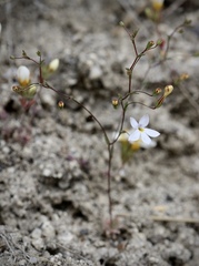Nemacladus longiflorus