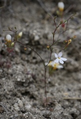 Nemacladus longiflorus