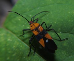 Oncopeltus spectabilis