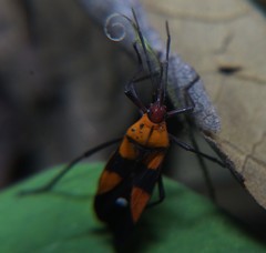 Oncopeltus spectabilis