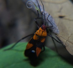 Oncopeltus spectabilis