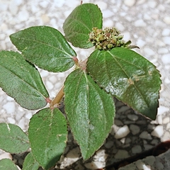 Euphorbia hirta