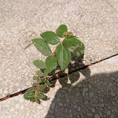 Euphorbia hirta